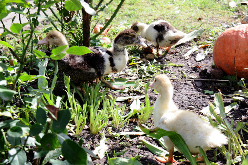  - 04 Rate lesesti 2020