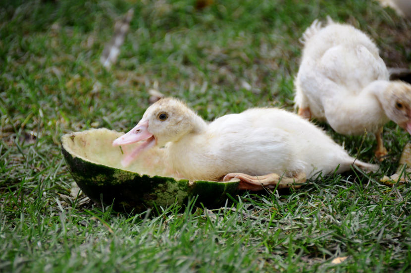  - 04 Rate lesesti 2020