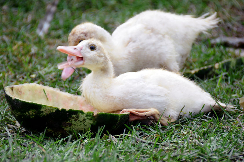  - 04 Rate lesesti 2020