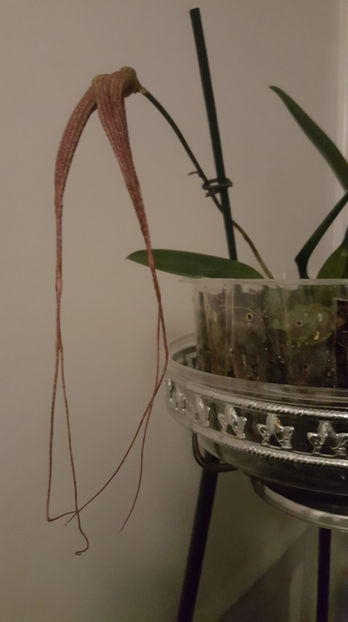 bulbophyllum Elizabeth Buckleberry - Orhidee_1_bulbophyllum