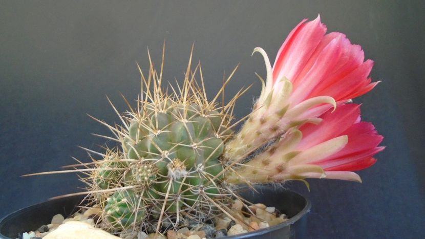 Lobivia aculeata (Echinopsis pentlandii) - Cactusi 2020 evolutie vara bis