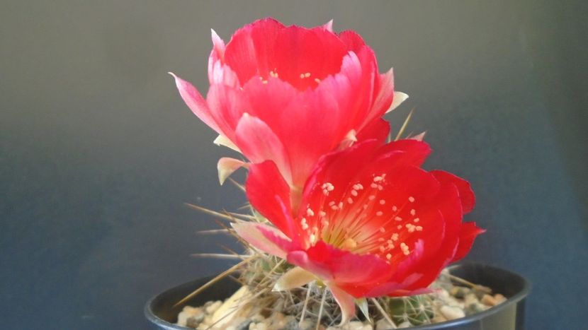 Lobivia aculeata (Echinopsis pentlandii) - Cactusi 2020 evolutie vara bis