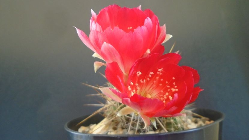 Lobivia aculeata (Echinopsis pentlandii) - Cactusi 2020 evolutie vara bis