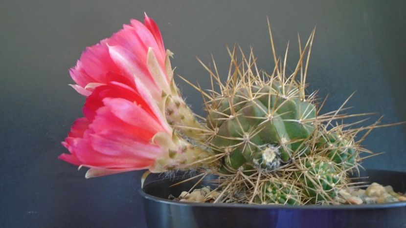 Lobivia aculeata (Echinopsis pentlandii) - Cactusi 2020 evolutie vara bis