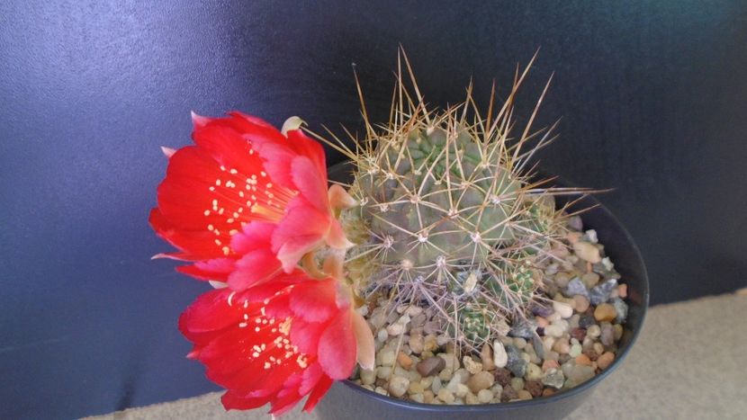 Lobivia aculeata (Echinopsis pentlandii) - Cactusi 2020 evolutie vara bis
