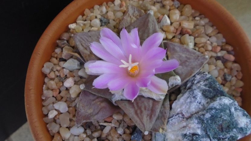 Ariocarpus hb. (retusus x fissuratus) - Cactusi 2020 evolutie vara bis