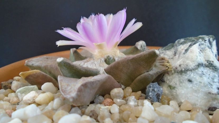 Ariocarpus hb. (retusus x fissuratus) - Cactusi 2020 evolutie vara bis