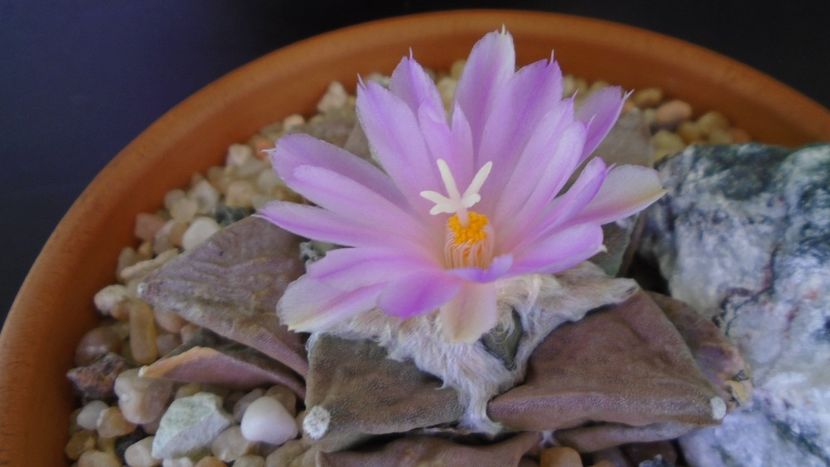 Ariocarpus hb. (retusus x fissuratus) - Cactusi 2020 evolutie vara bis