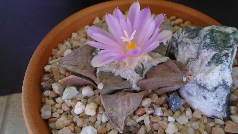 Ariocarpus hb. (retusus x fissuratus) - Cactusi 2020 evolutie vara bis