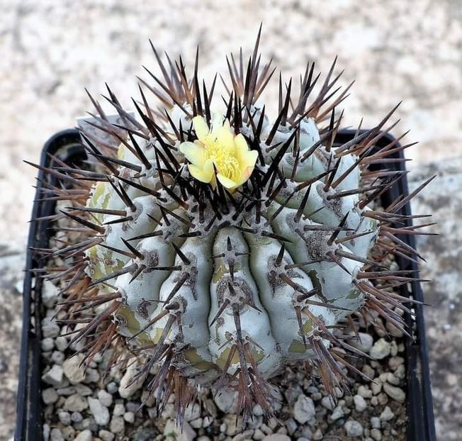 Copiapoa cinerea - Whish list pentru viata urmatoare2