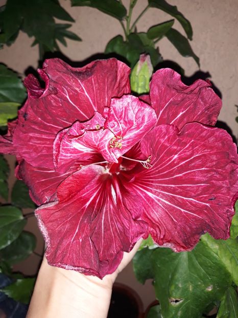  - hibi Tah Dragon s Lair