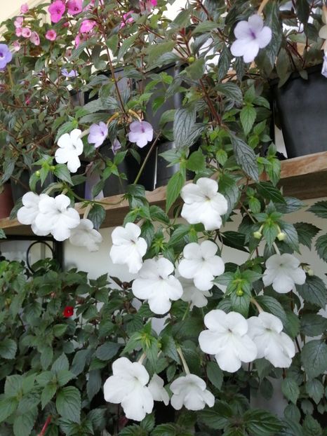  - Achimenes și achimenantha 2020 partea 1