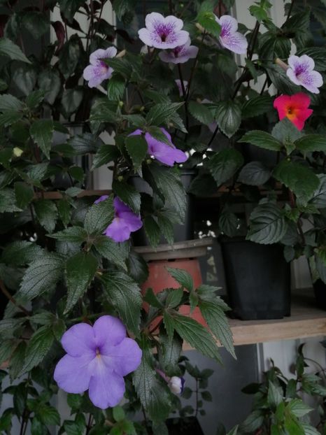  - Achimenes și achimenantha 2020 partea 1