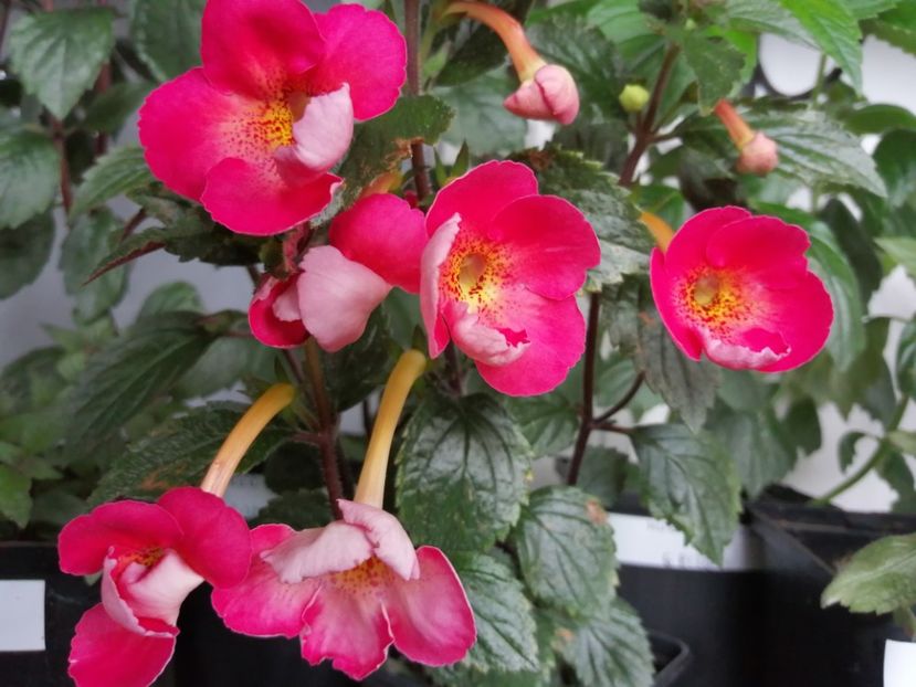  - Achimenes și achimenantha 2020 partea 1