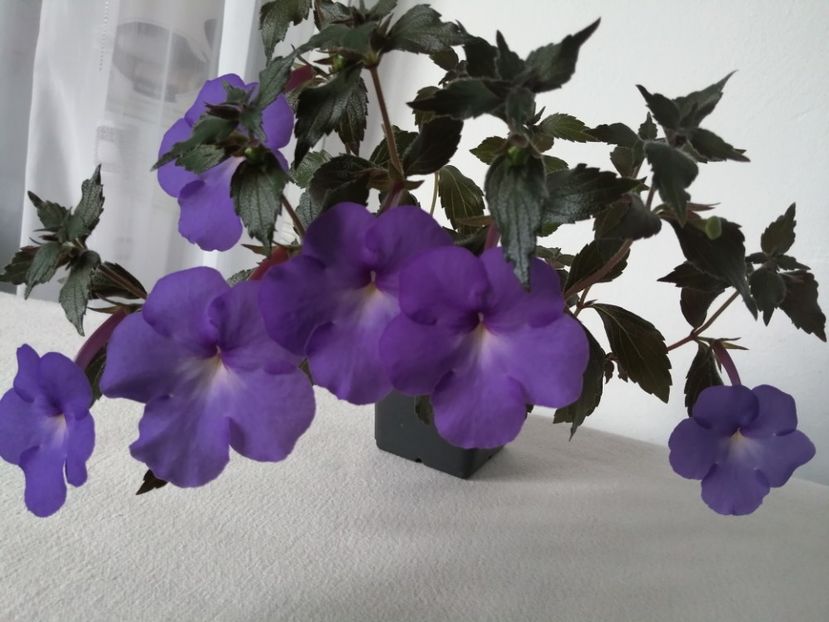  - Achimenes și achimenantha 2020 partea 1