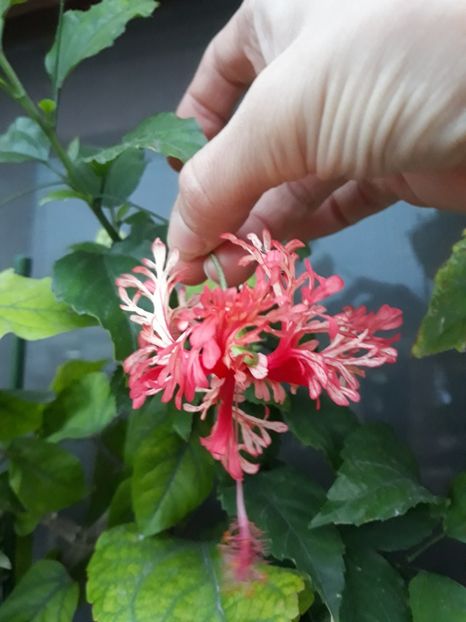  - Hibi schizopetalus