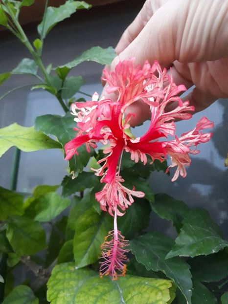 Schizo - 25 lei - Disponibil lastari neinradacinati de hibiscus II