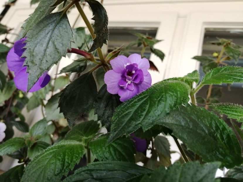  - Achimenes și achimenantha 2020 partea 1