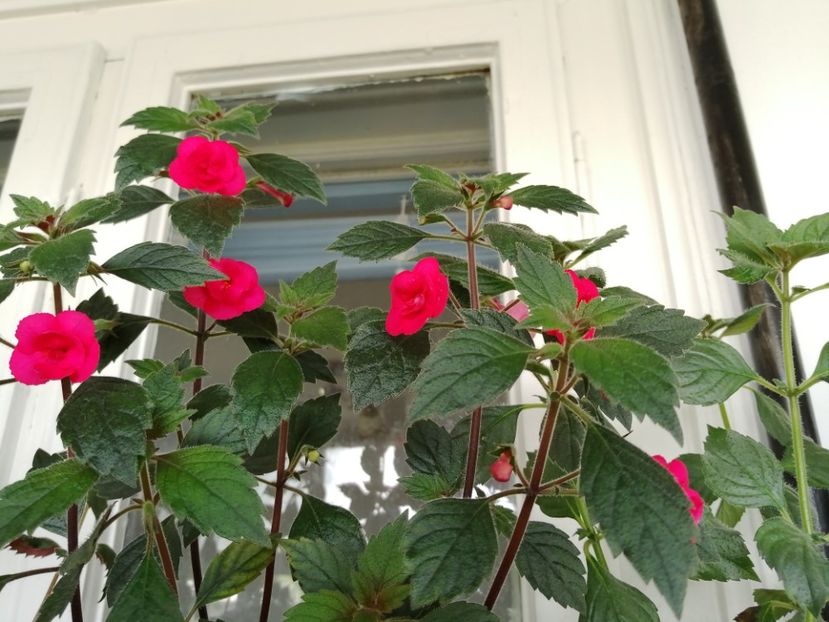  - Achimenes și achimenantha 2020 partea 1