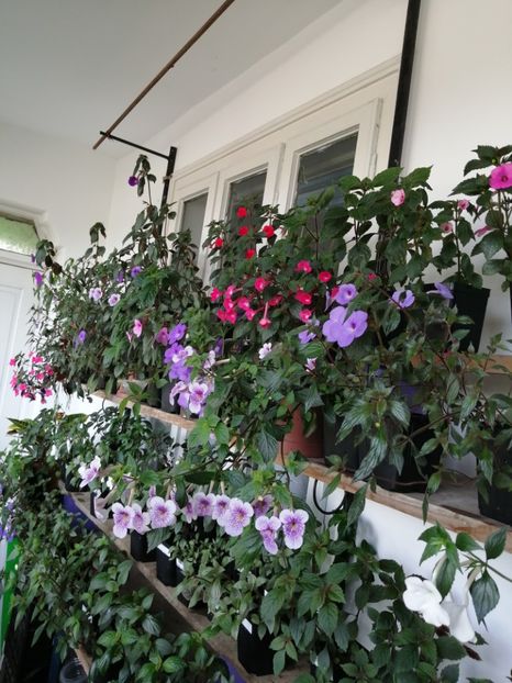  - Achimenes și achimenantha 2020 partea 1