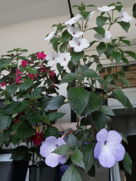  - Achimenes și achimenantha 2020 partea 1