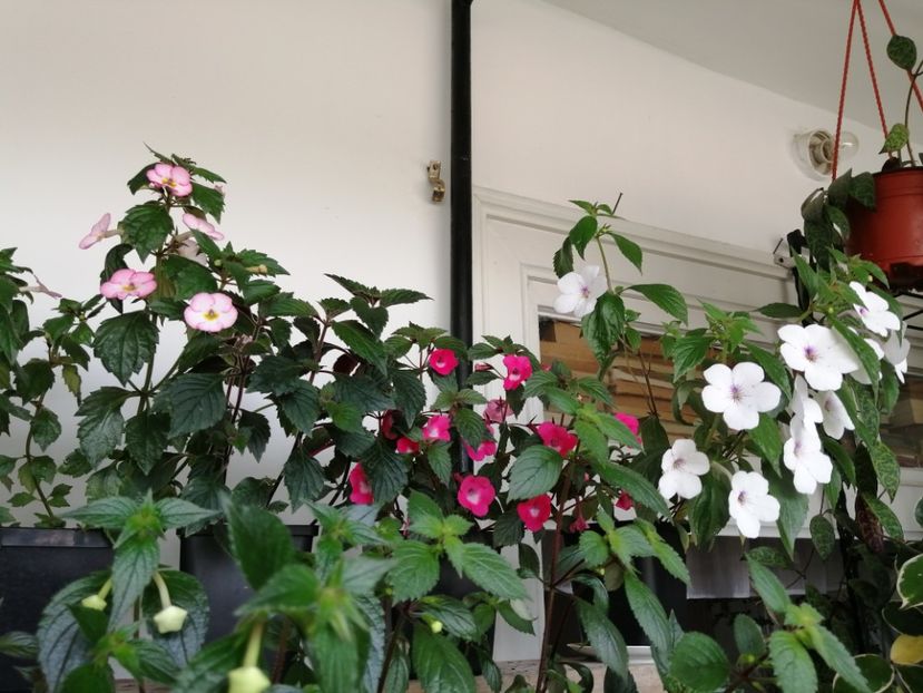  - Achimenes și achimenantha 2020 partea 1