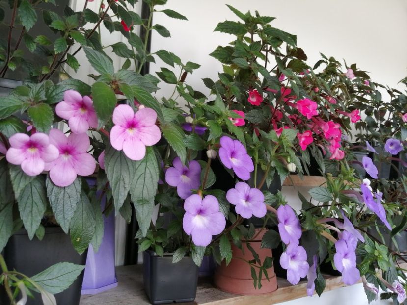  - Achimenes și achimenantha 2020 partea 1