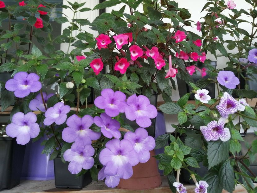  - Achimenes și achimenantha 2020 partea 1