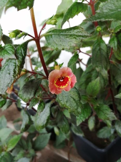  - Achimenes și achimenantha 2020 partea 1