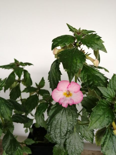  - Achimenes și achimenantha 2020 partea 1