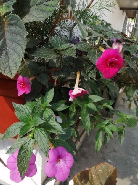  - Achimenes și achimenantha 2020 partea 2