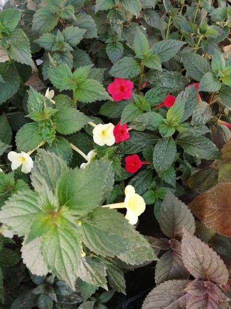  - Achimenes și achimenantha 2020 partea 2