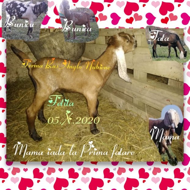 photocollage_2020105205338640 - Iezi 2020