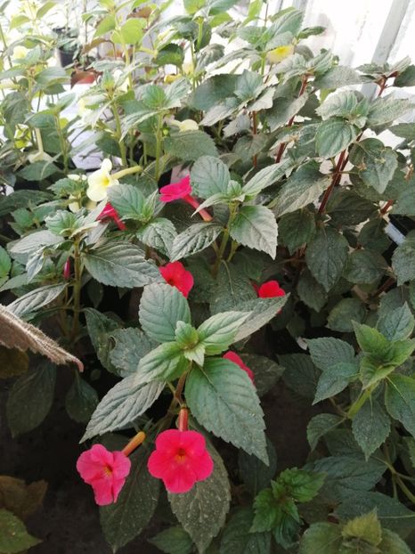  - Achimenes și achimenantha 2020 partea 2