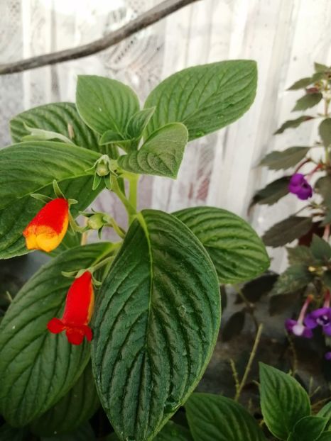  - Achimenes și achimenantha 2020 partea 2