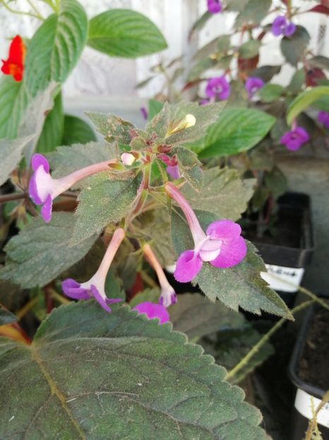  - Achimenes și achimenantha 2020 partea 2