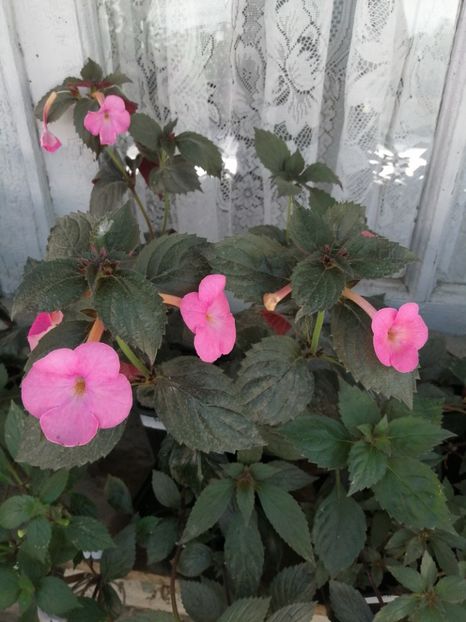  - Achimenes și achimenantha 2020 partea 2