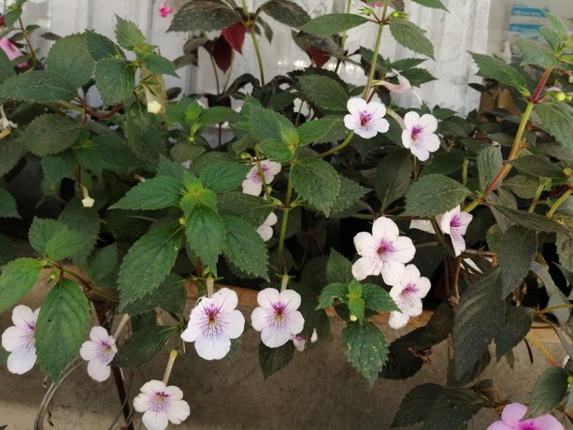  - Achimenes și achimenantha 2020 partea 2