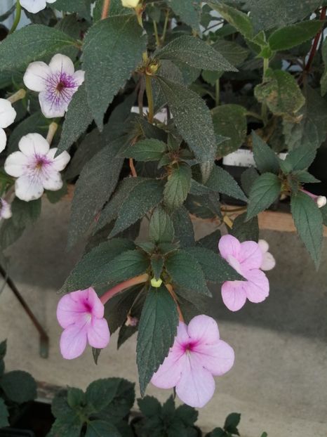  - Achimenes și achimenantha 2020 partea 2