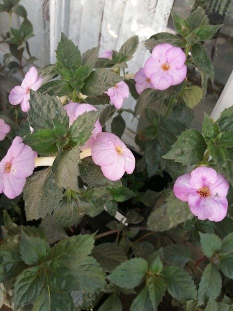  - Achimenes și achimenantha 2020 partea 2