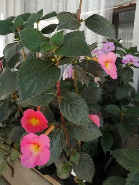  - Achimenes și achimenantha 2020 partea 2