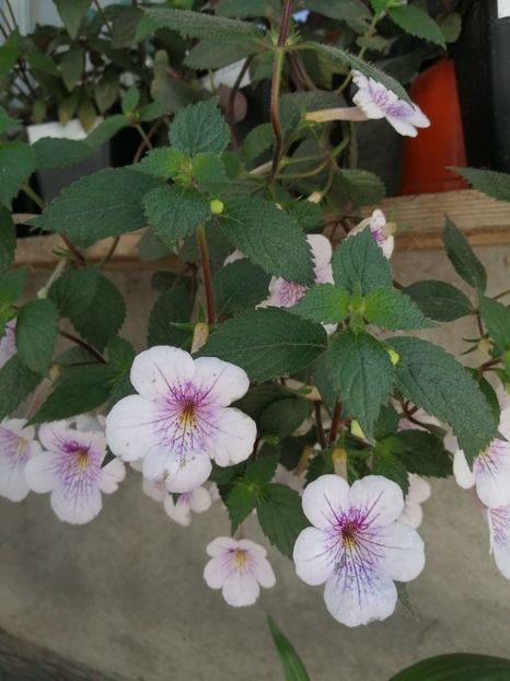  - Achimenes și achimenantha 2020 partea 2