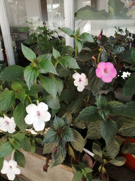  - Achimenes și achimenantha 2020 partea 2