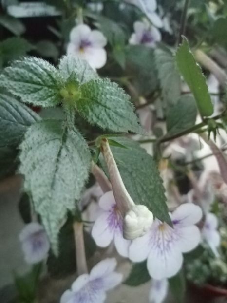  - Achimenes și achimenantha 2020 partea 2