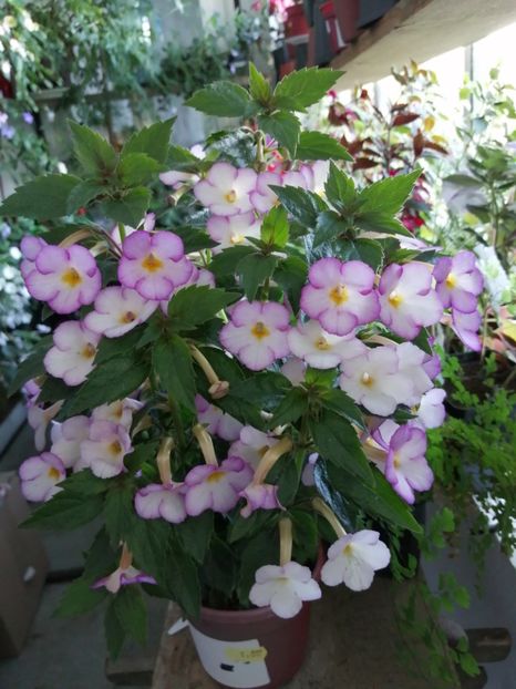  - Achimenes și achimenantha 2020 partea 2