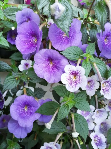  - Achimenes și achimenantha 2020 partea 2