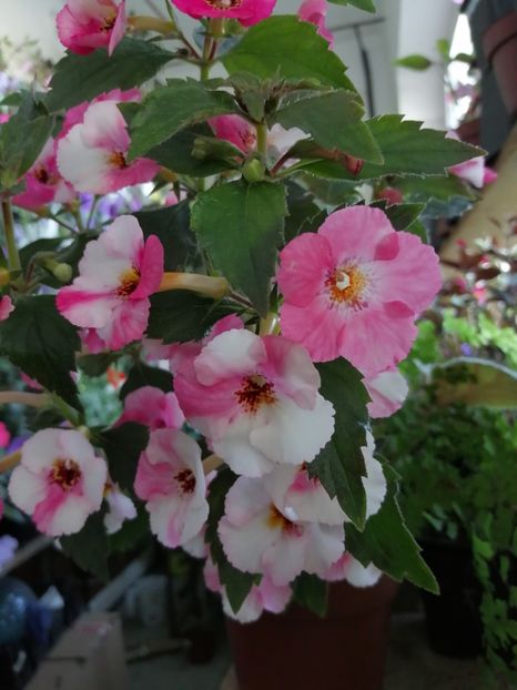  - Achimenes și achimenantha 2020 partea 2