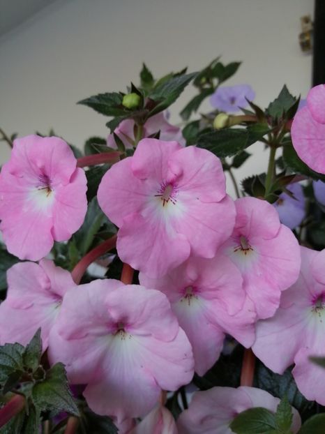  - Achimenes și achimenantha 2020 partea 2