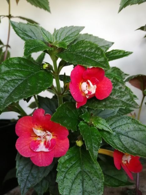 113600978 (1) - Achimenes și achimenantha 2020 partea 2