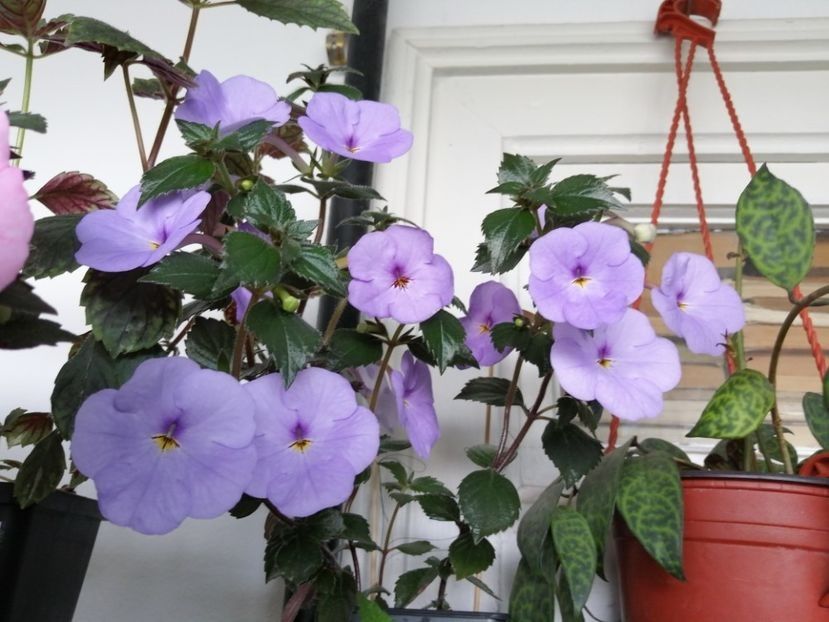 113600929 (1) - Achimenes și achimenantha 2020 partea 2